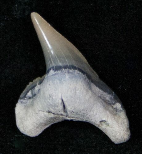 Fossil Tiger Shark Tooth - Lee Creek Mine #12869